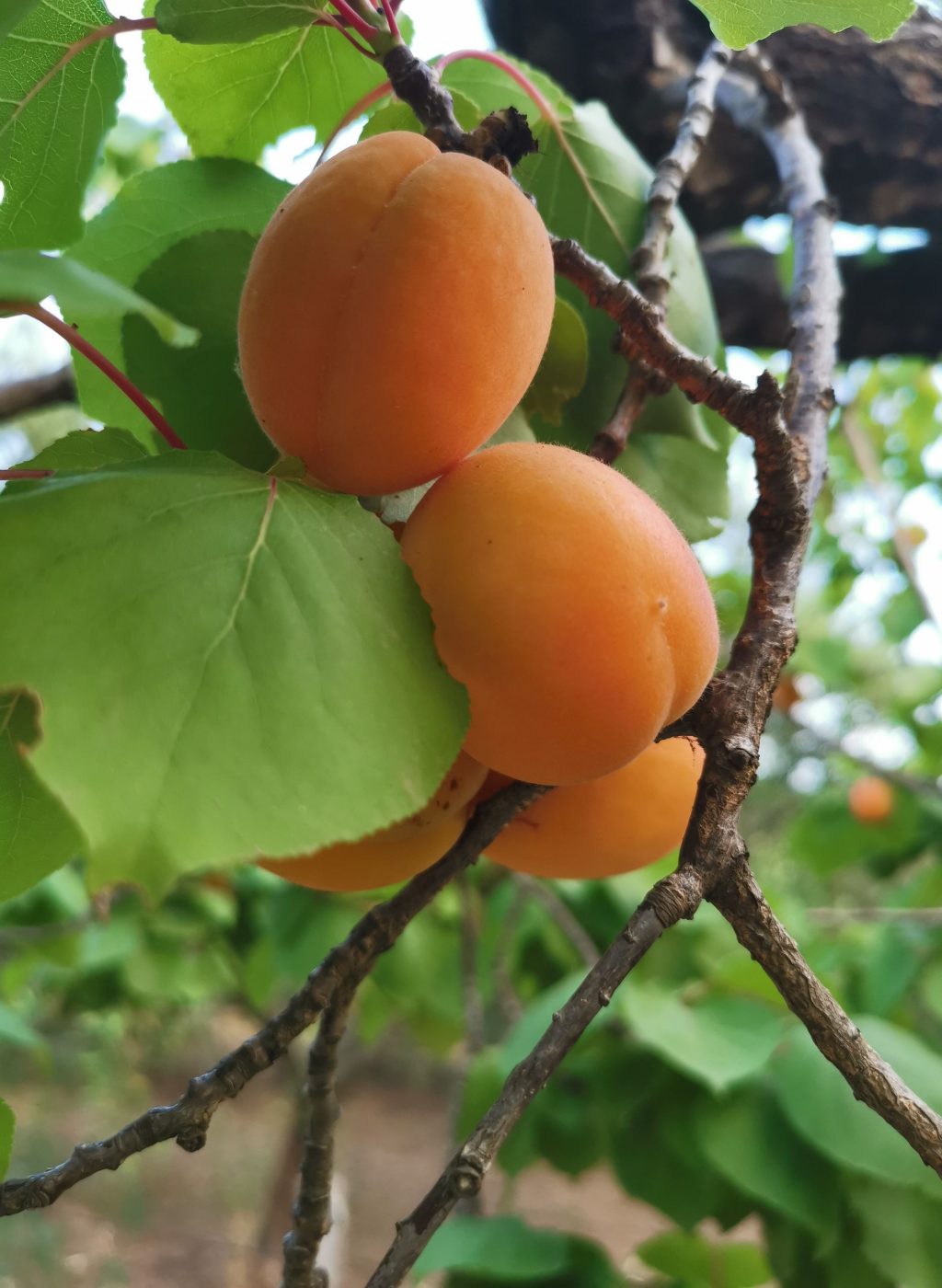 IMG_20210618_195705+(1)